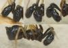 Neottiura uncinata